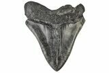 Fossil Megalodon Tooth - South Carolina #197862-2